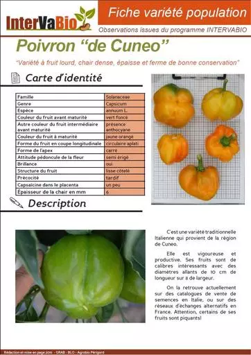 Poivron de Cuneo