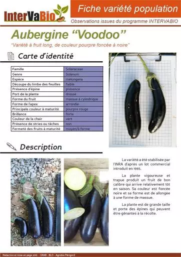 Aubergine VooDoo
