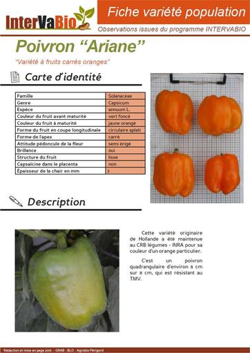 Poivron Ariane