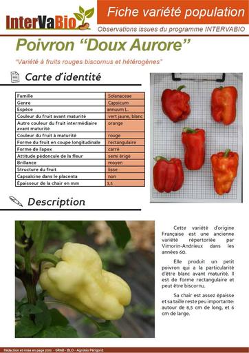 Poivron Doux Aurore