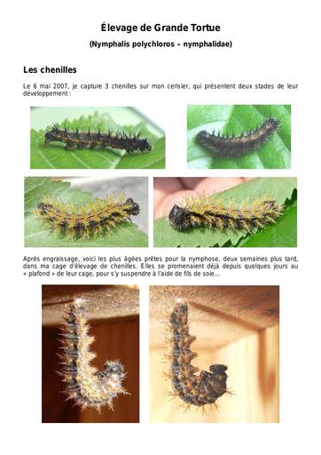 Elevage de chenilles de Grande Tortue