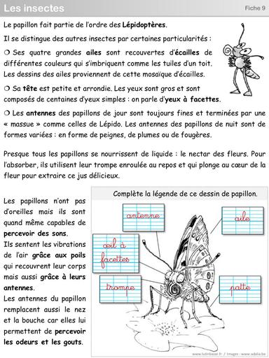 S6 Fiches 9 et 10 papillon