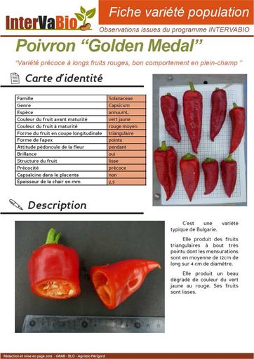 Poivron Golden Medal