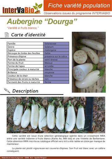 Aubergine Dourga