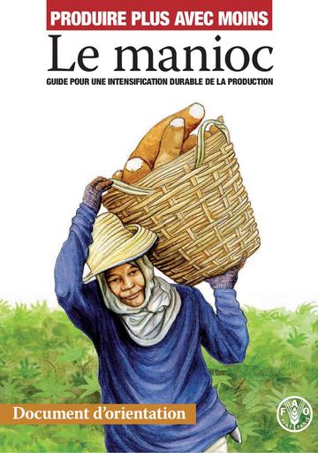 Manioc intensification durable
