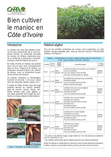 Manioc cote ivoire
