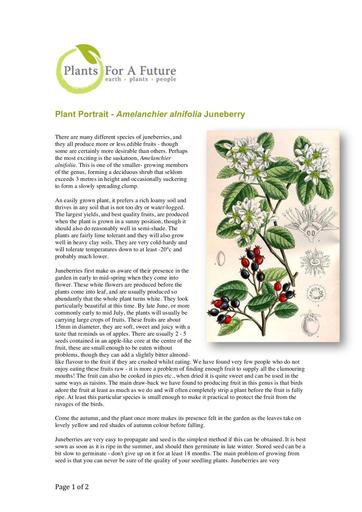 Amelanchier alnifolia