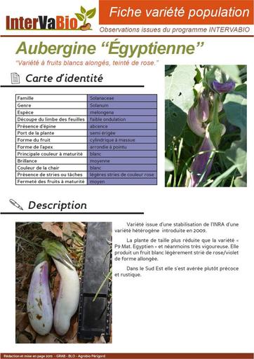 Aubergine Egyptienne