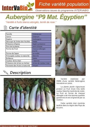 Aubergine P9 Mat  Egyptien