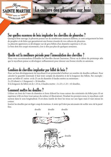 Champignons sur bois