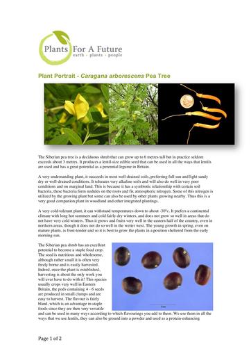 Caragana arborescens