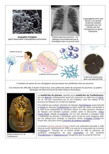 Fiche aspergillose malediction Toutankhamon