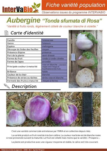 Aubergine Tonda Sfumata di Rosa