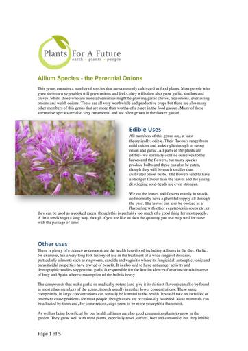 Allium species