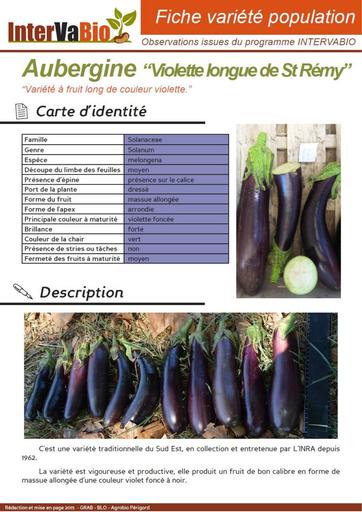 Aubergine Longue de St Remy