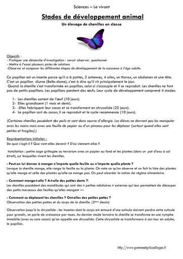 Developpement elevage papillon